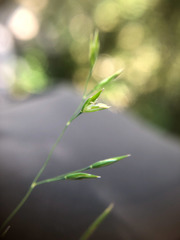 Poa takasagomontana