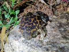 Uperodon systoma