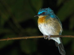 Cyornis turcosus