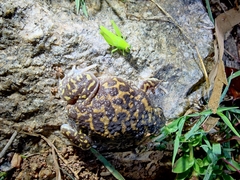 Uperodon systoma
