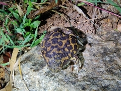 Uperodon systoma