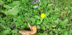Ranunculus acris