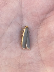Eilema lurideola
