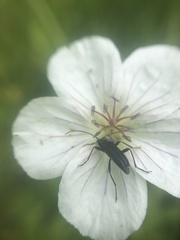 Grammoptera subargentata
