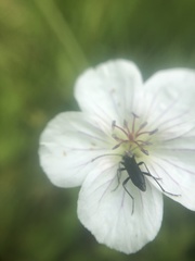 Grammoptera subargentata