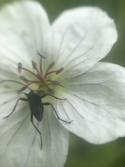 Grammoptera subargentata