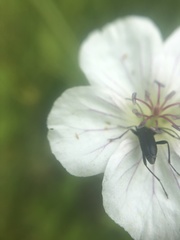 Grammoptera subargentata