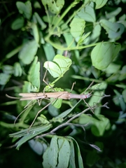 Trachythorax sparaxes