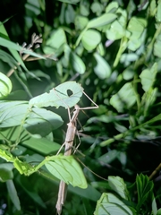 Trachythorax sparaxes