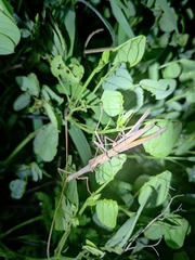 Trachythorax sparaxes