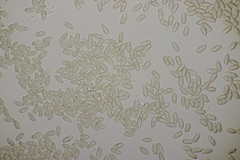 Phylloporus pelletieri