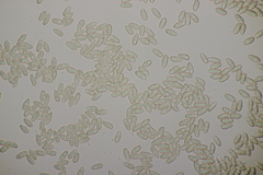 Phylloporus pelletieri