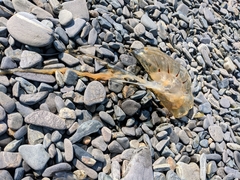 Chrysaora melanaster