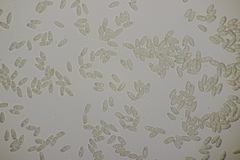 Phylloporus pelletieri