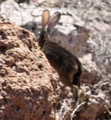 Lepus californicus insularis