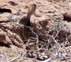 Lepus californicus insularis