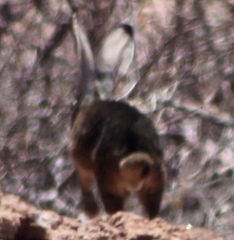 Lepus californicus insularis