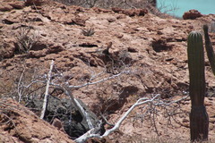 Lepus californicus insularis