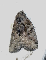 Pseudeustrotia indeterminata