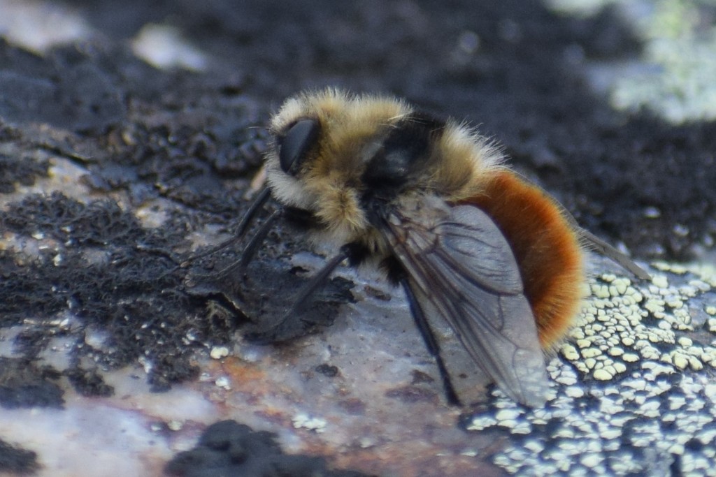 Reindeer Nose Botfly