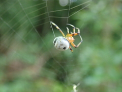 Bijoaraneus