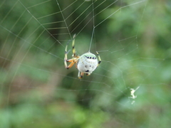 Bijoaraneus