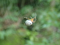 Bijoaraneus