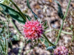 Carleton's Sand Verbena (Abronia carletonii)