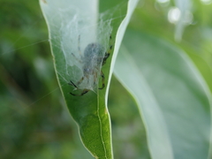 Bijoaraneus