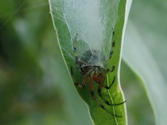 Bijoaraneus