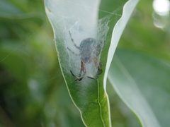 Bijoaraneus