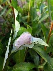 Euura pustulator