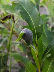 Euura pustulator