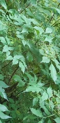 Sambucus nigra