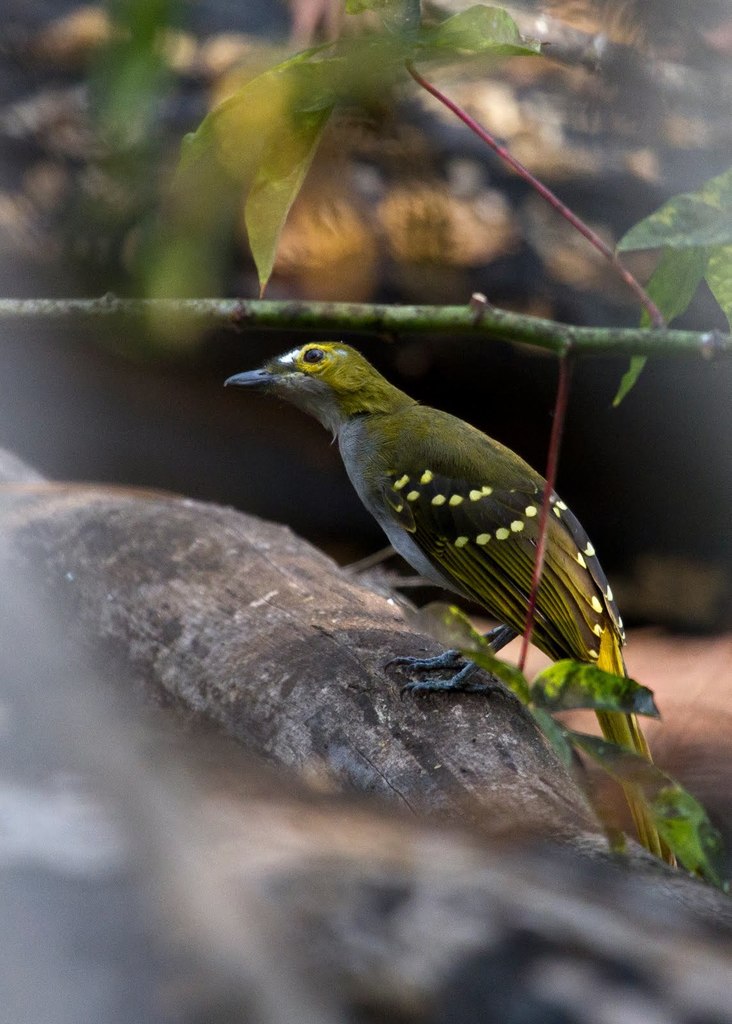 Western Nicator (Nicator chloris) photo