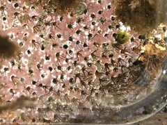 Dodecaceria concharum