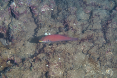 Pseudocheilinus evanidus