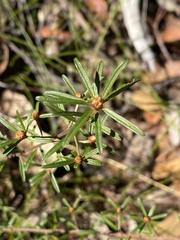 Pultenaea rosmarinifolia