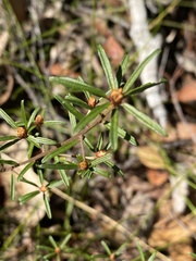 Pultenaea rosmarinifolia
