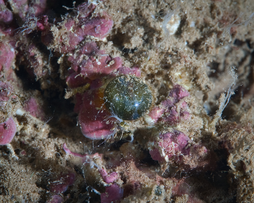Valonia ventricosa observed 2021-07-18