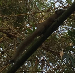 Callosciurus caniceps