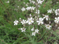 Gypsophila acutifolia
