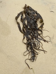 Laminaria digitata