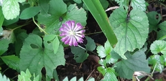 Trifolium medium