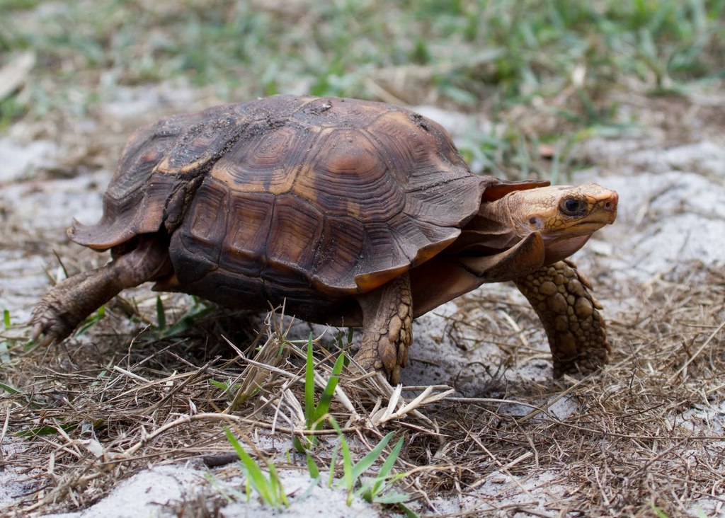 Forest Hinge-Back Tortoise