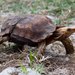 Eroded Hingeback Tortoise - Photo (c) Gregoire Dubois, some rights reserved (CC BY-NC)