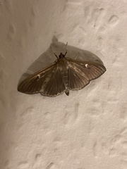 Cydalima perspectalis