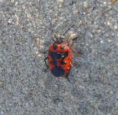 Eurydema spectabilis