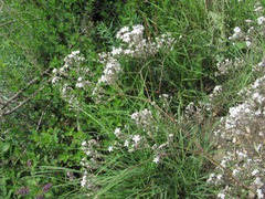 Gypsophila acutifolia