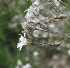 Gypsophila acutifolia